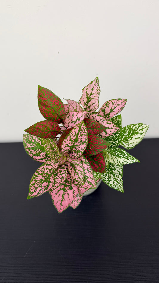 Hypoestes phyllostachya