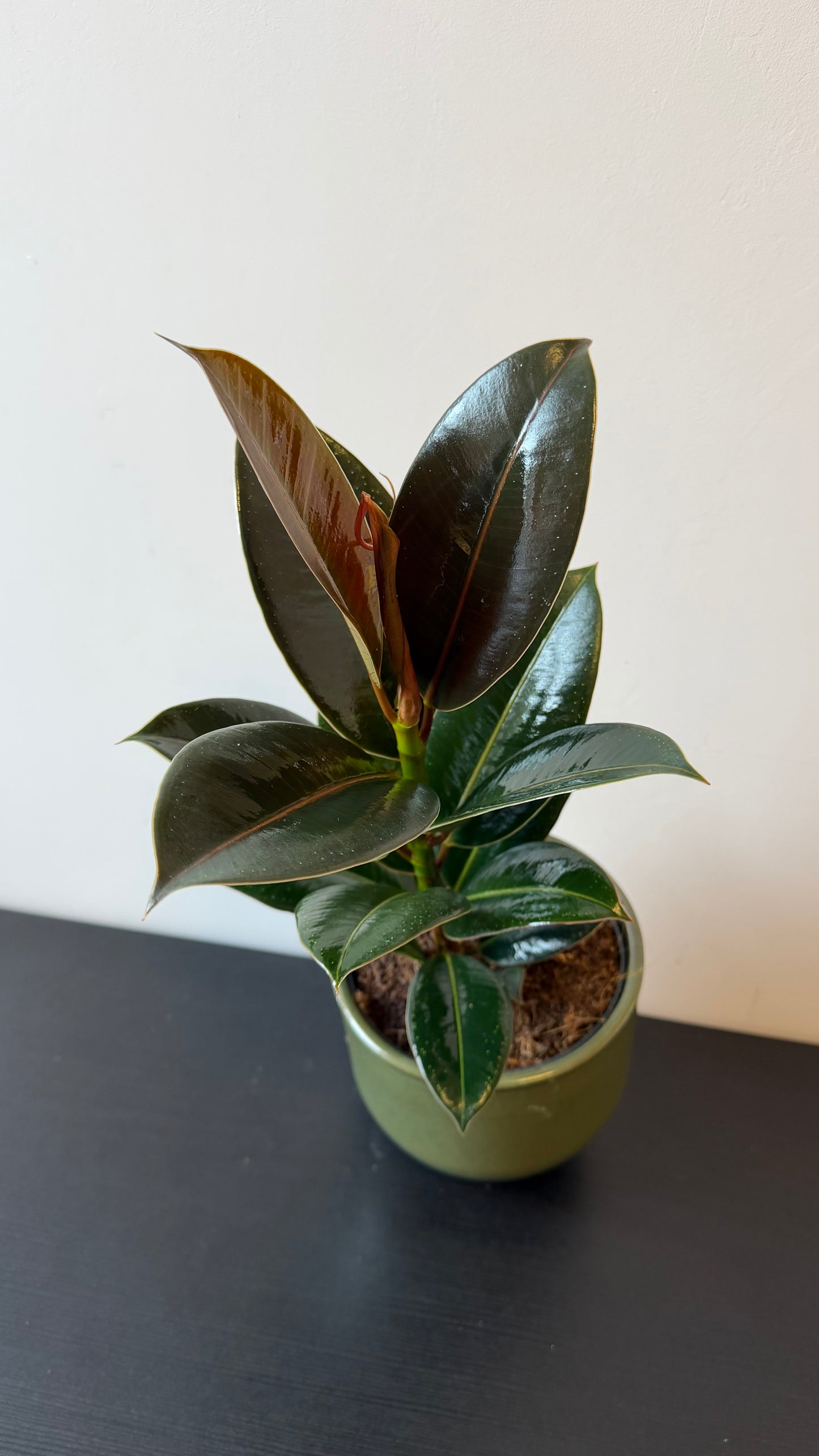 Ficus elastica Melany