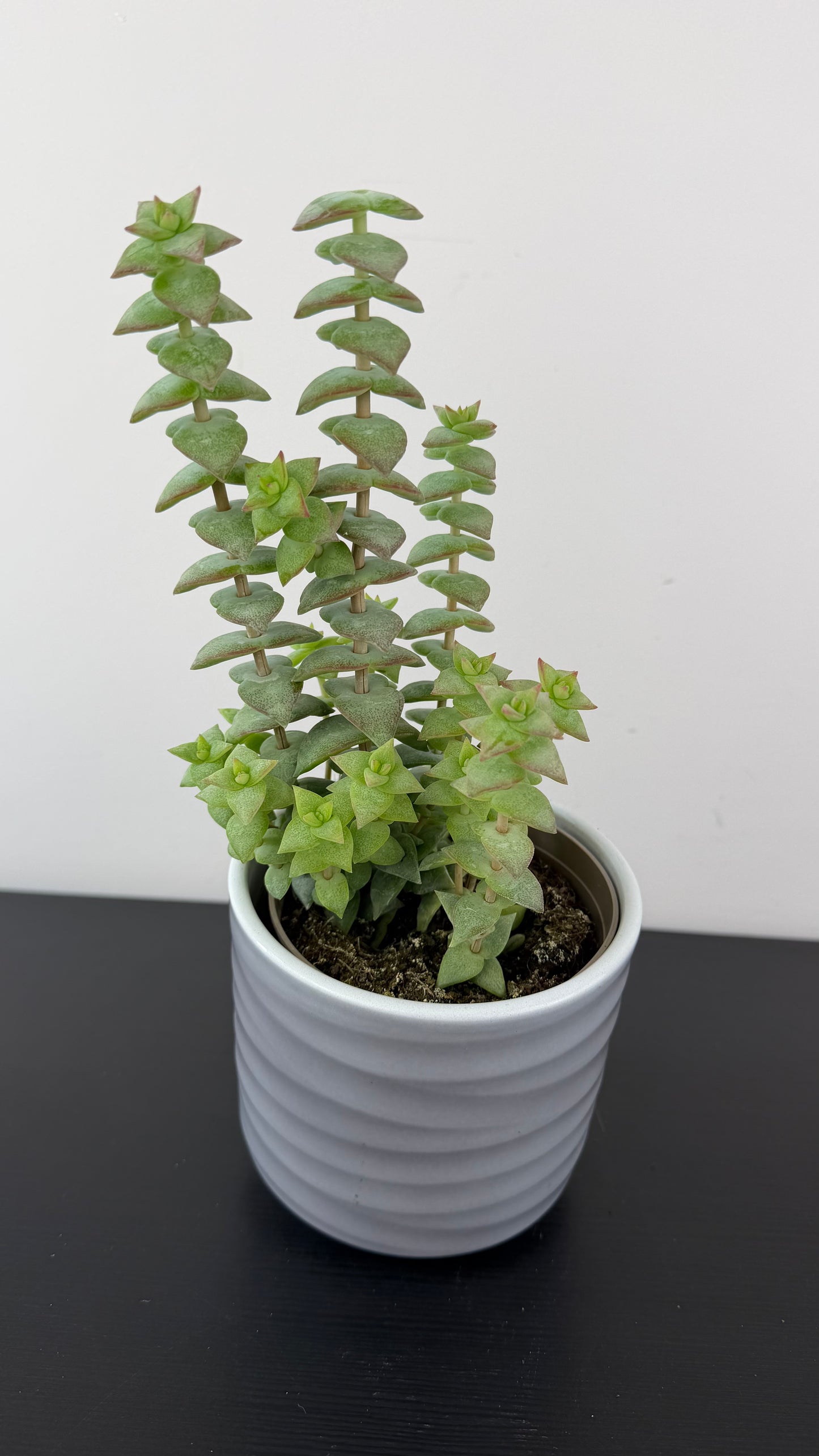 Crassula 5