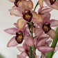 Cymbidium 5