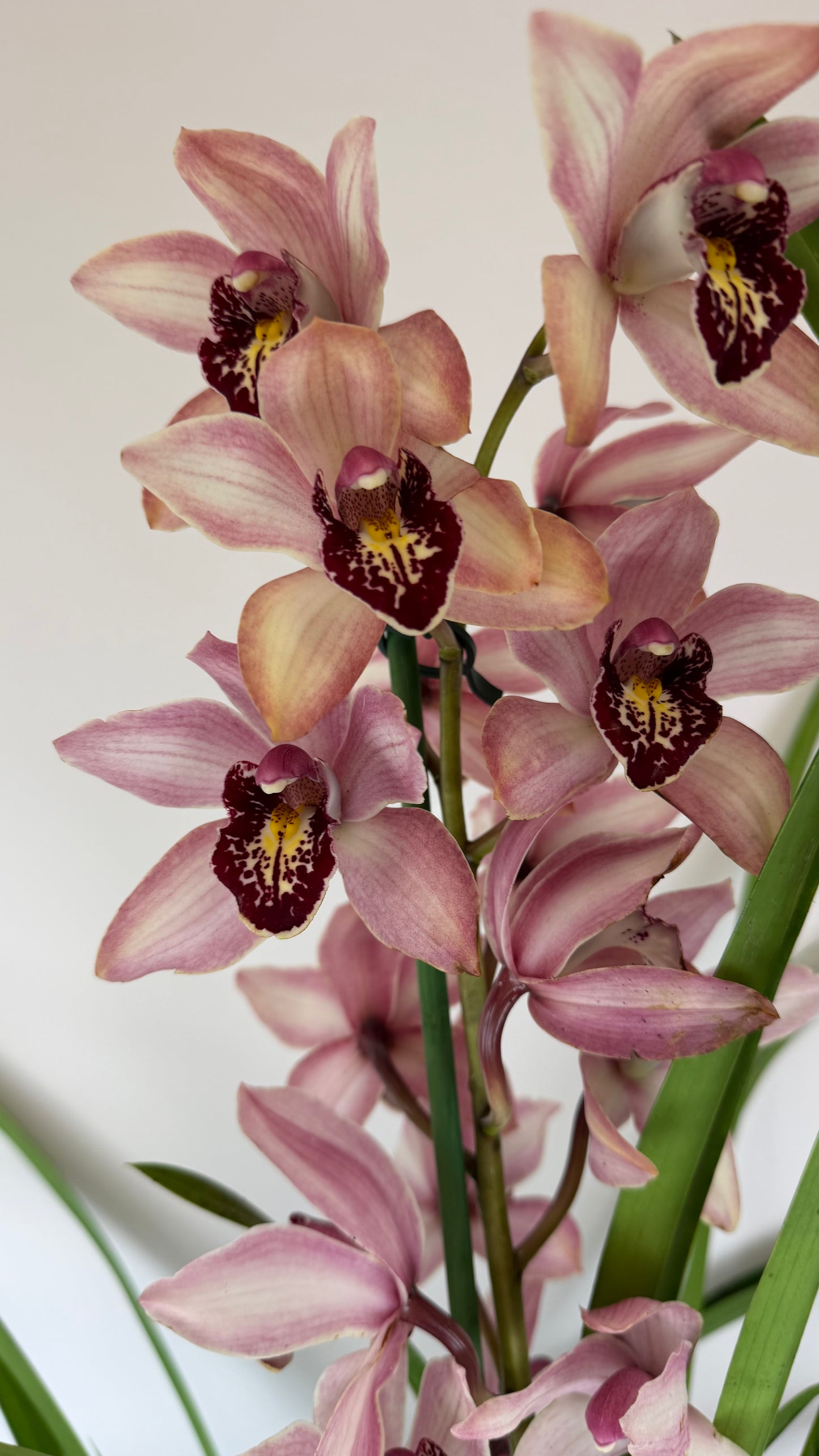 Cymbidium 5