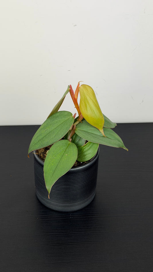 Philodendron Burle-marxii Fantasy
