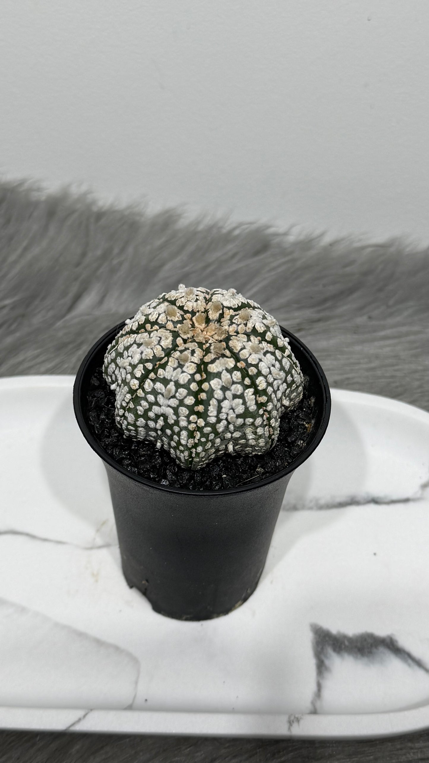 Astrophytum Asterias