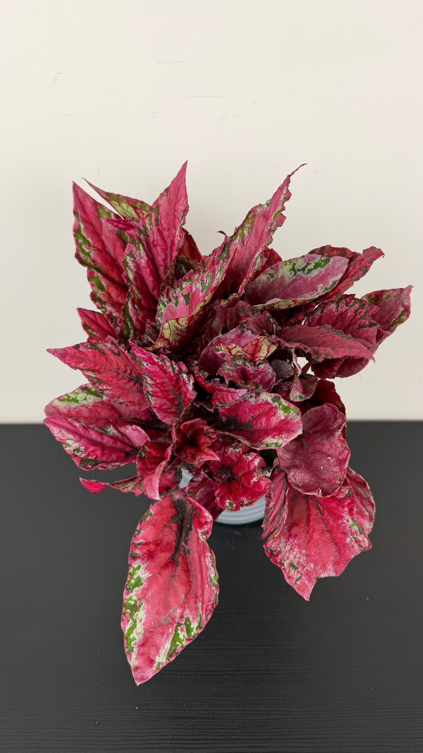 Begonia Beleaf 1