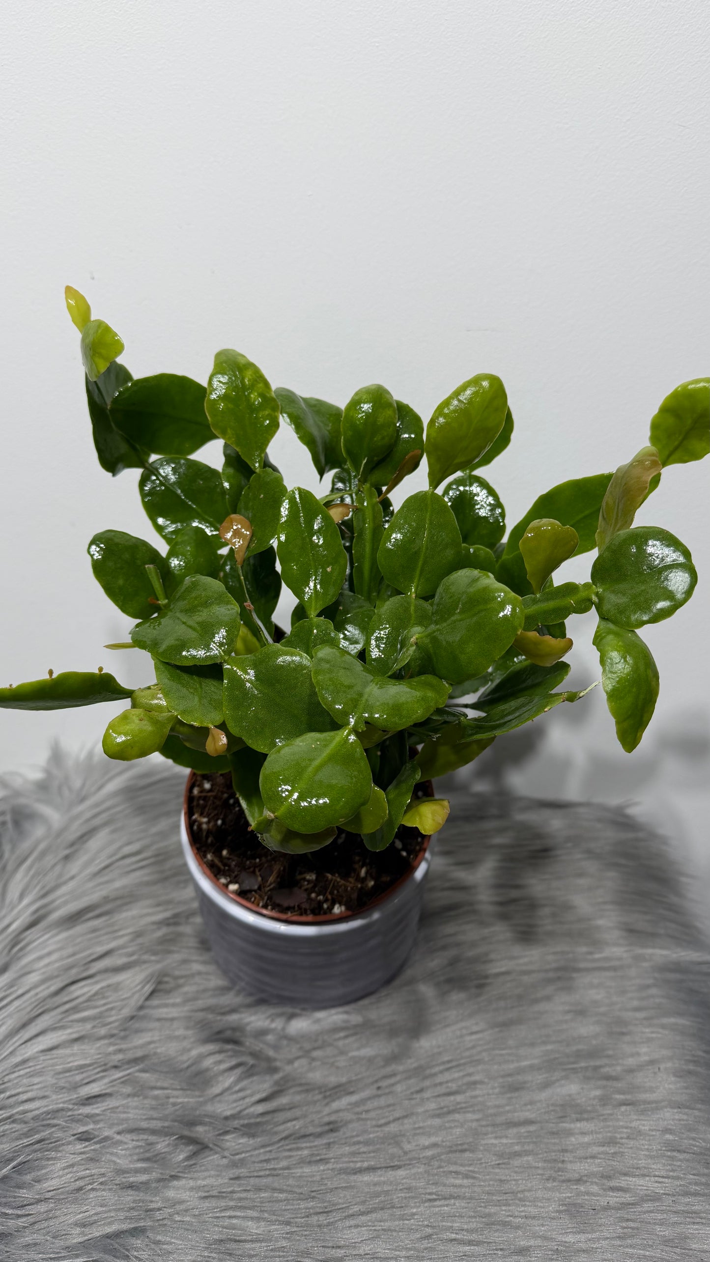 Rhipsalis Crispata Amstel