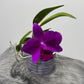 Cattleya 1