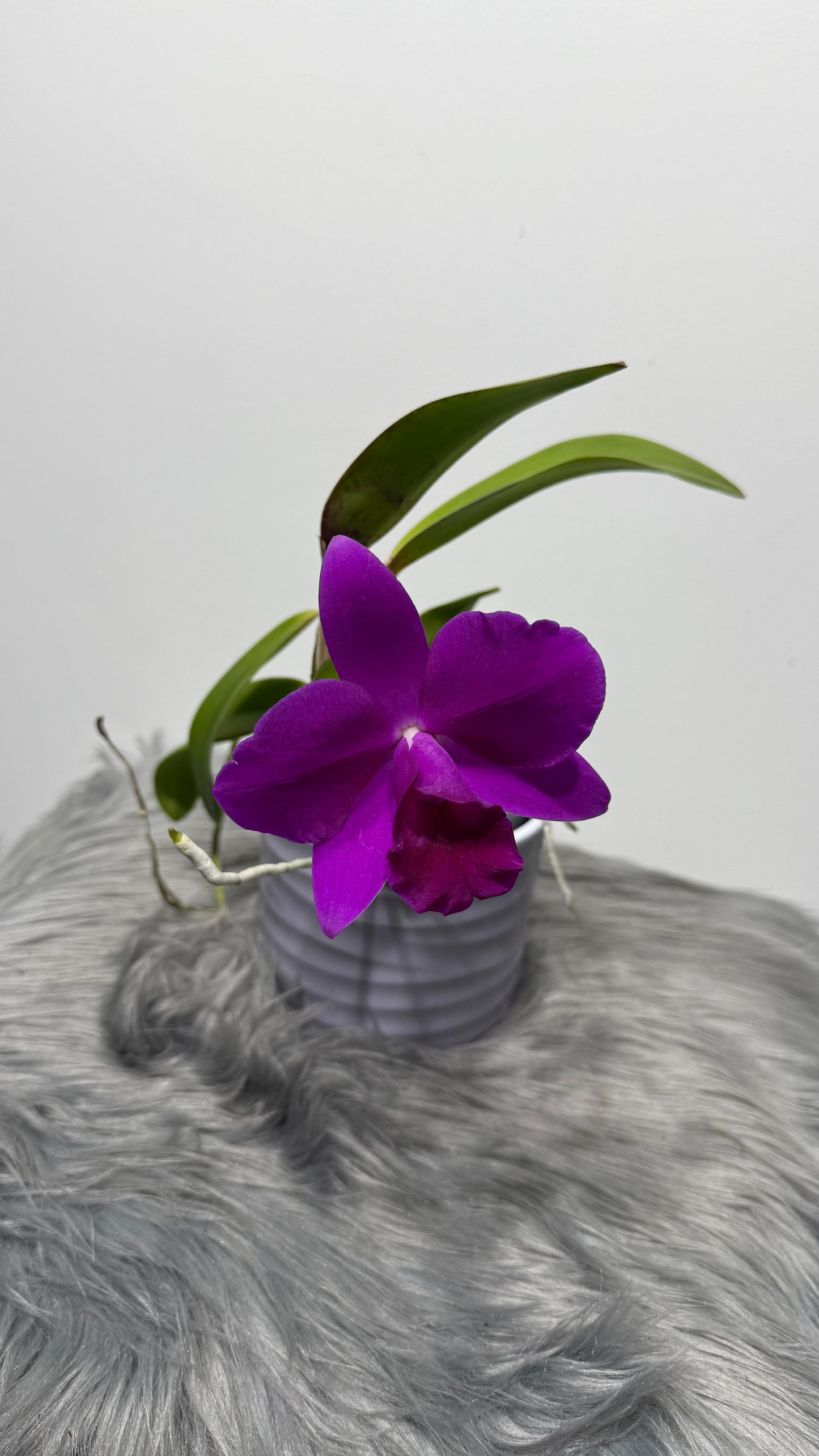 Cattleya 1