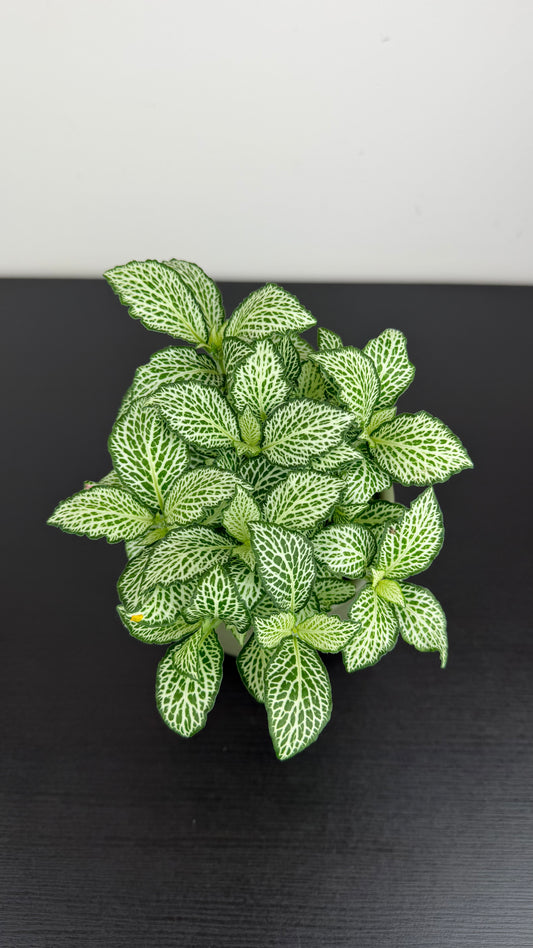 Fittonia 3