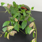 Aeschynanthus Marmoratus