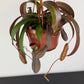 Nepenthes Rebecca Soper