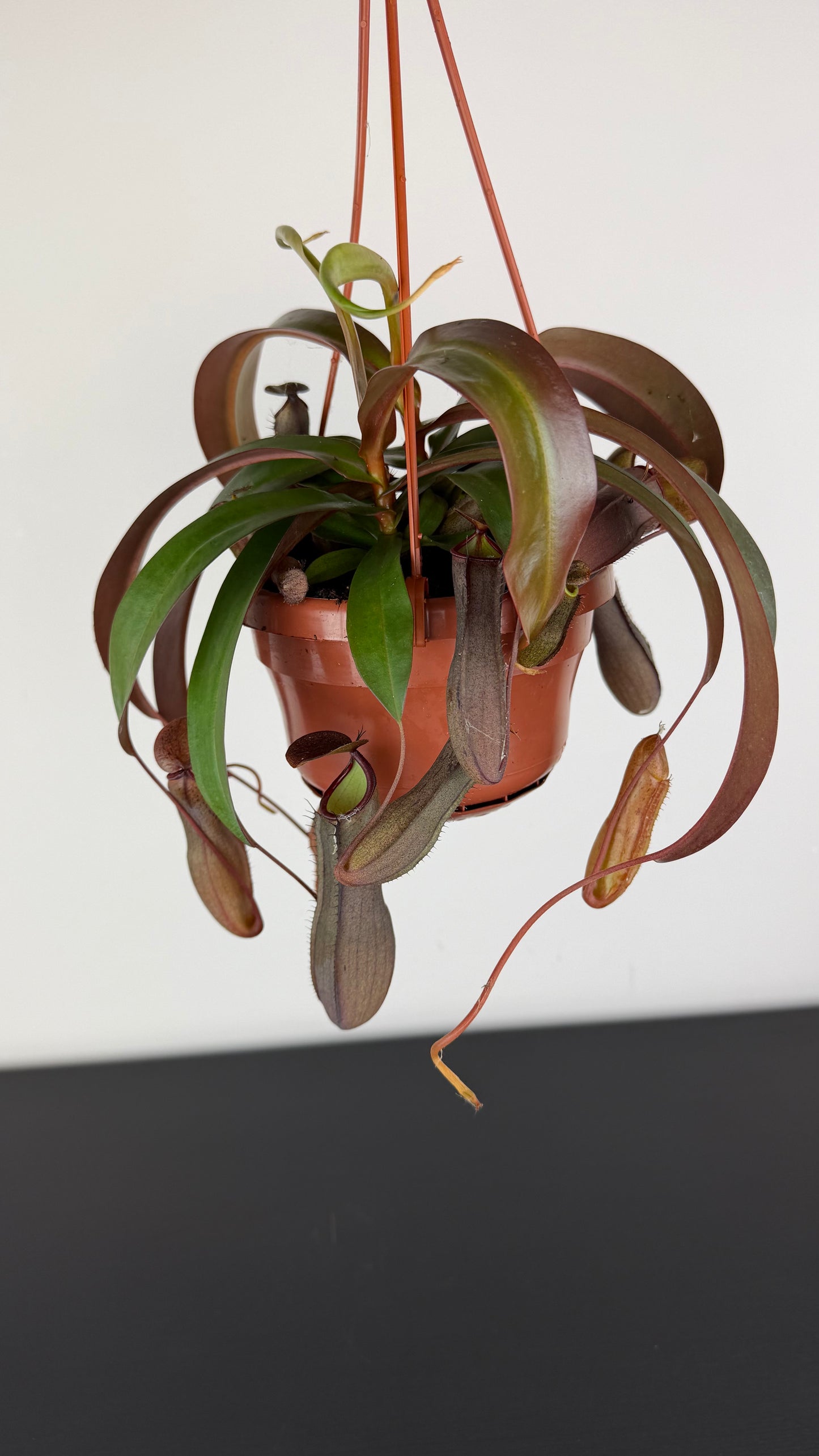 Nepenthes Rebecca Soper