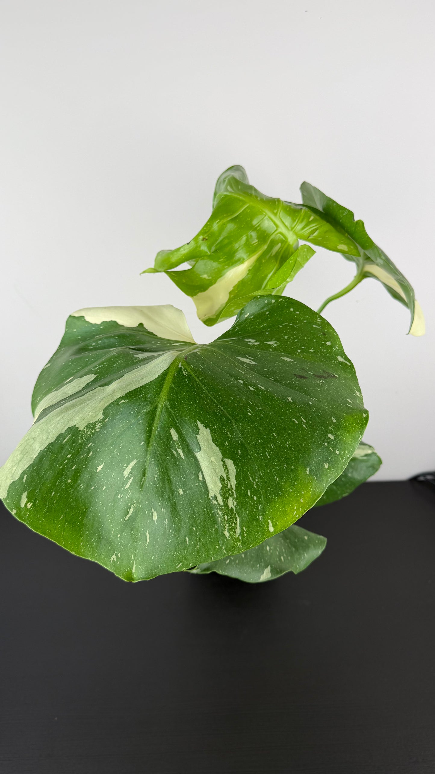 Monstera Thai Constellation