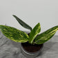 Monstera standleyana variegata