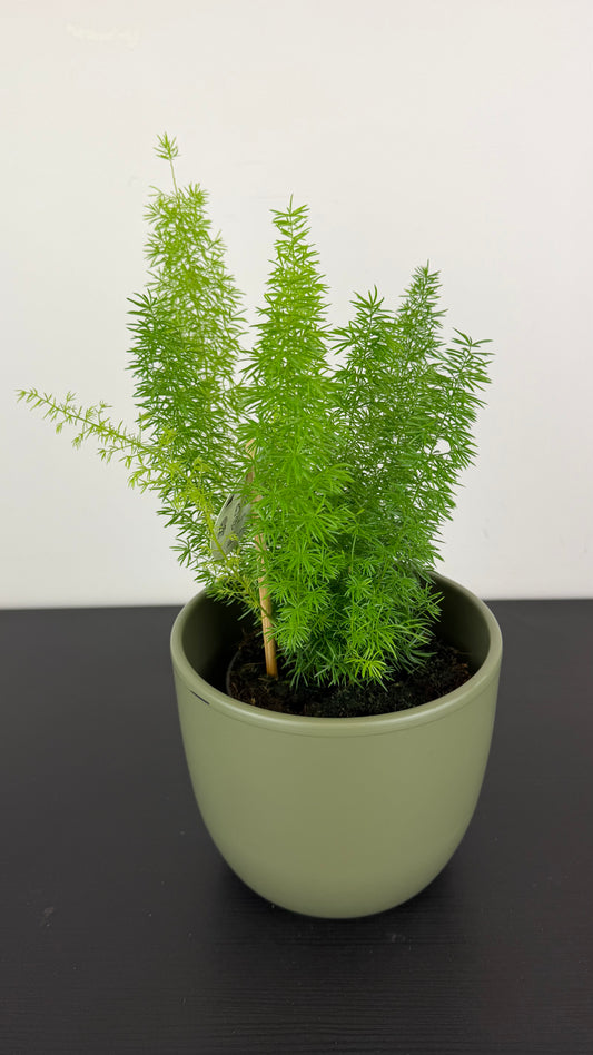 Asparagus Densiflorus