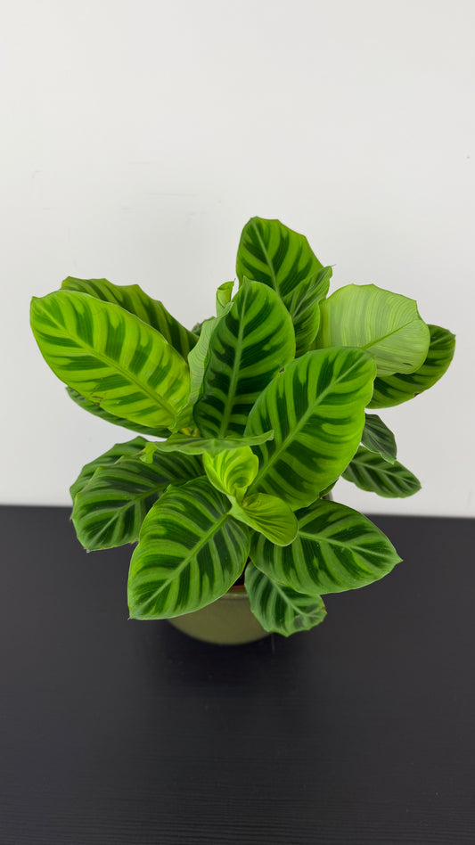 Calathea Zebrina