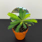 Biophytum Sensitivum