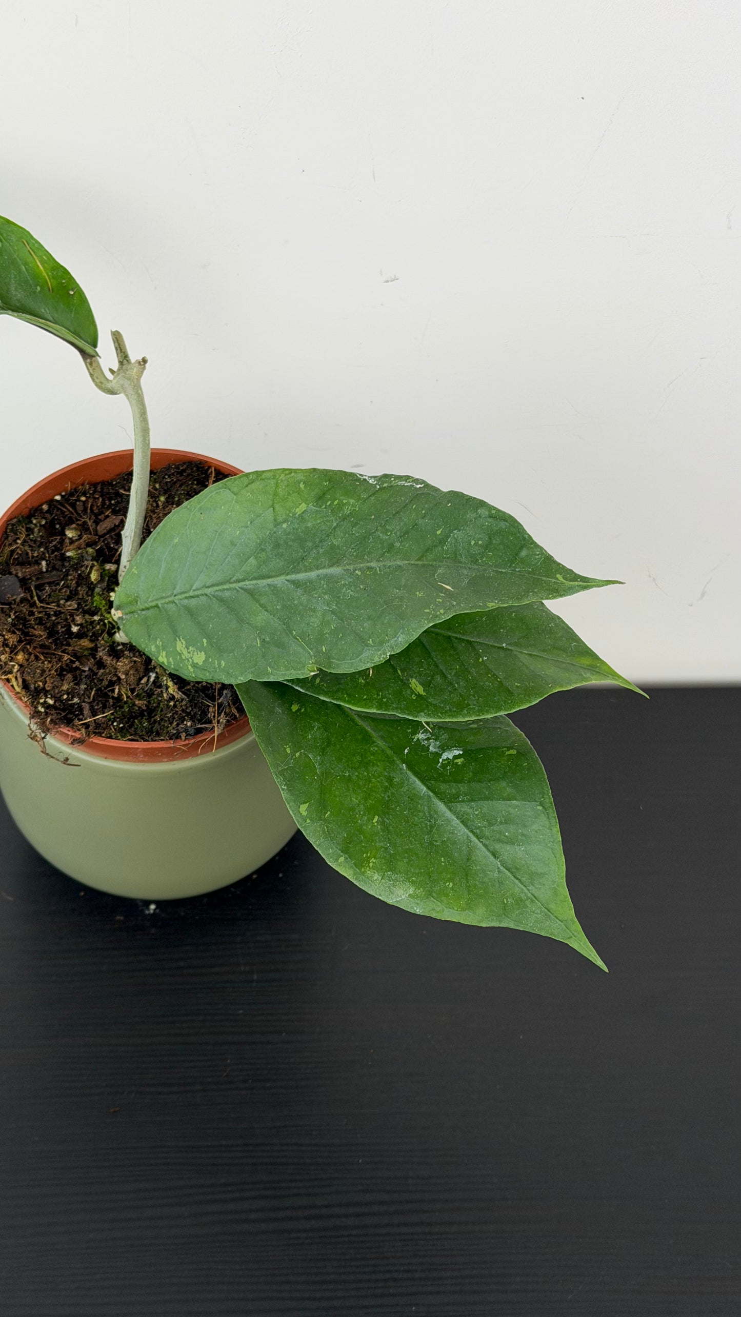 Hoya sp Aceh clone 12