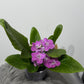 Streptocarpus 4