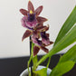 Zygopetalum Louisendorf