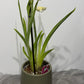 Miltoniopsis 1
