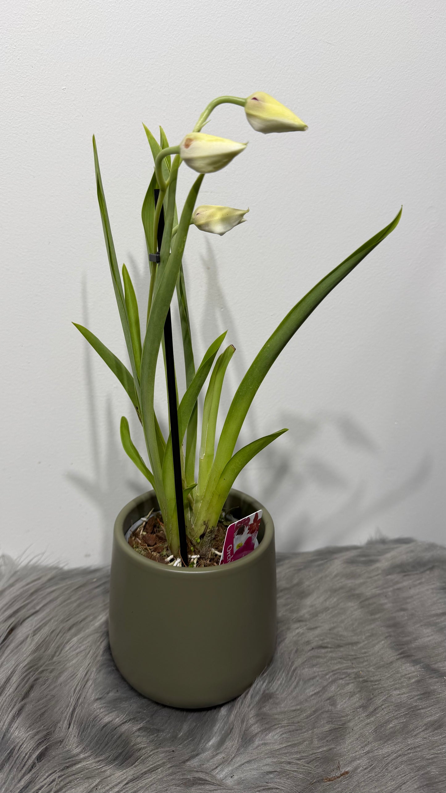 Miltoniopsis 1