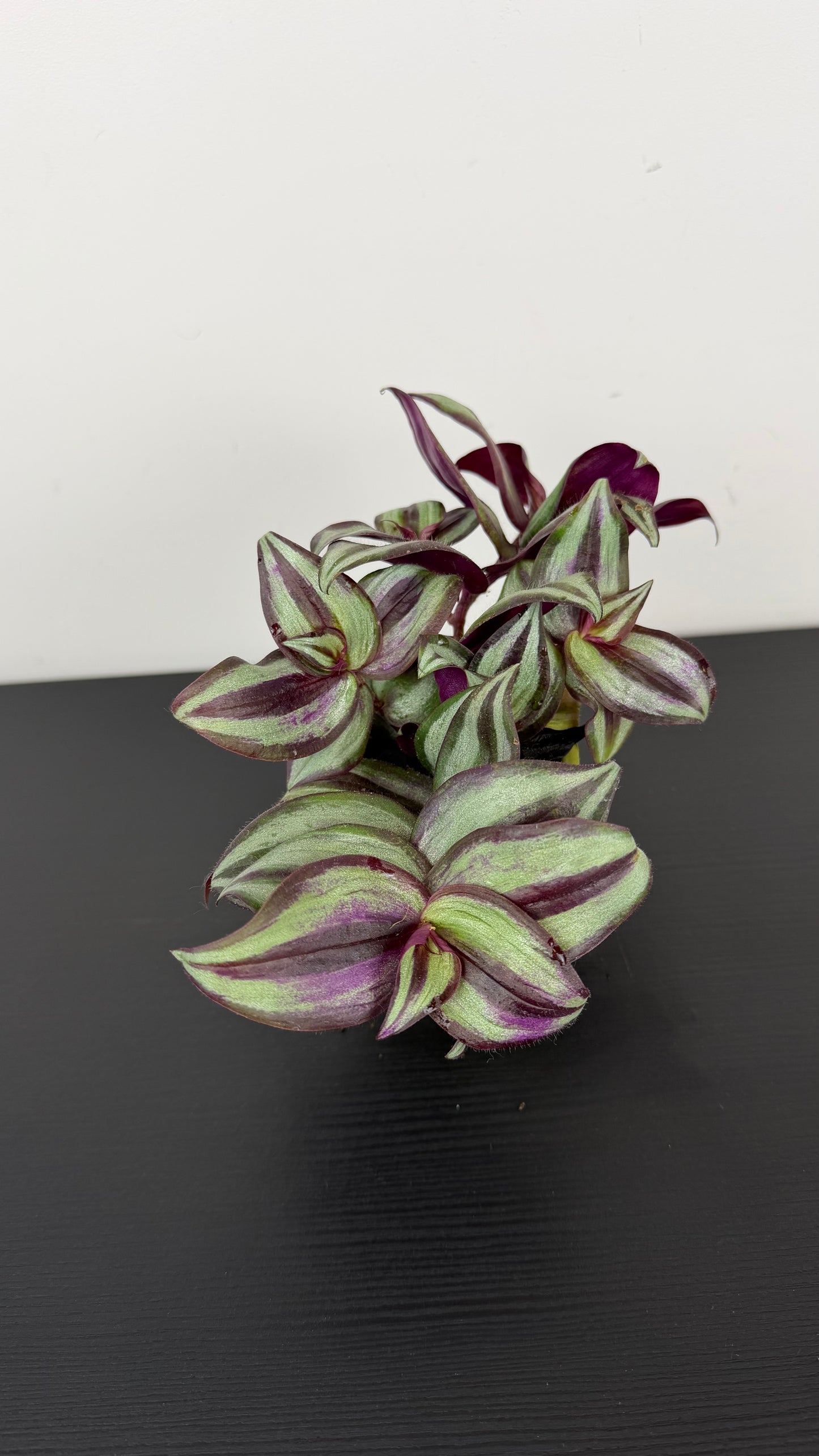 Tradescantia Zebrina purpusii