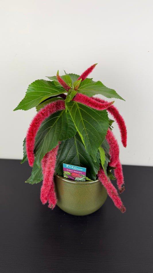 Acalypha Hispida