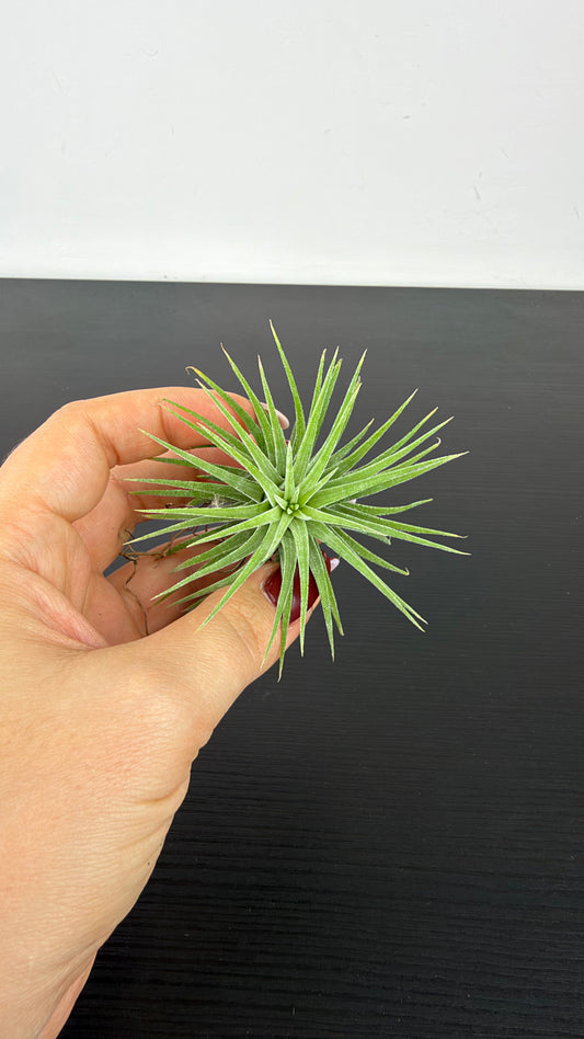 Tillandsia Air plant 5