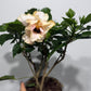 Hibiscus rose