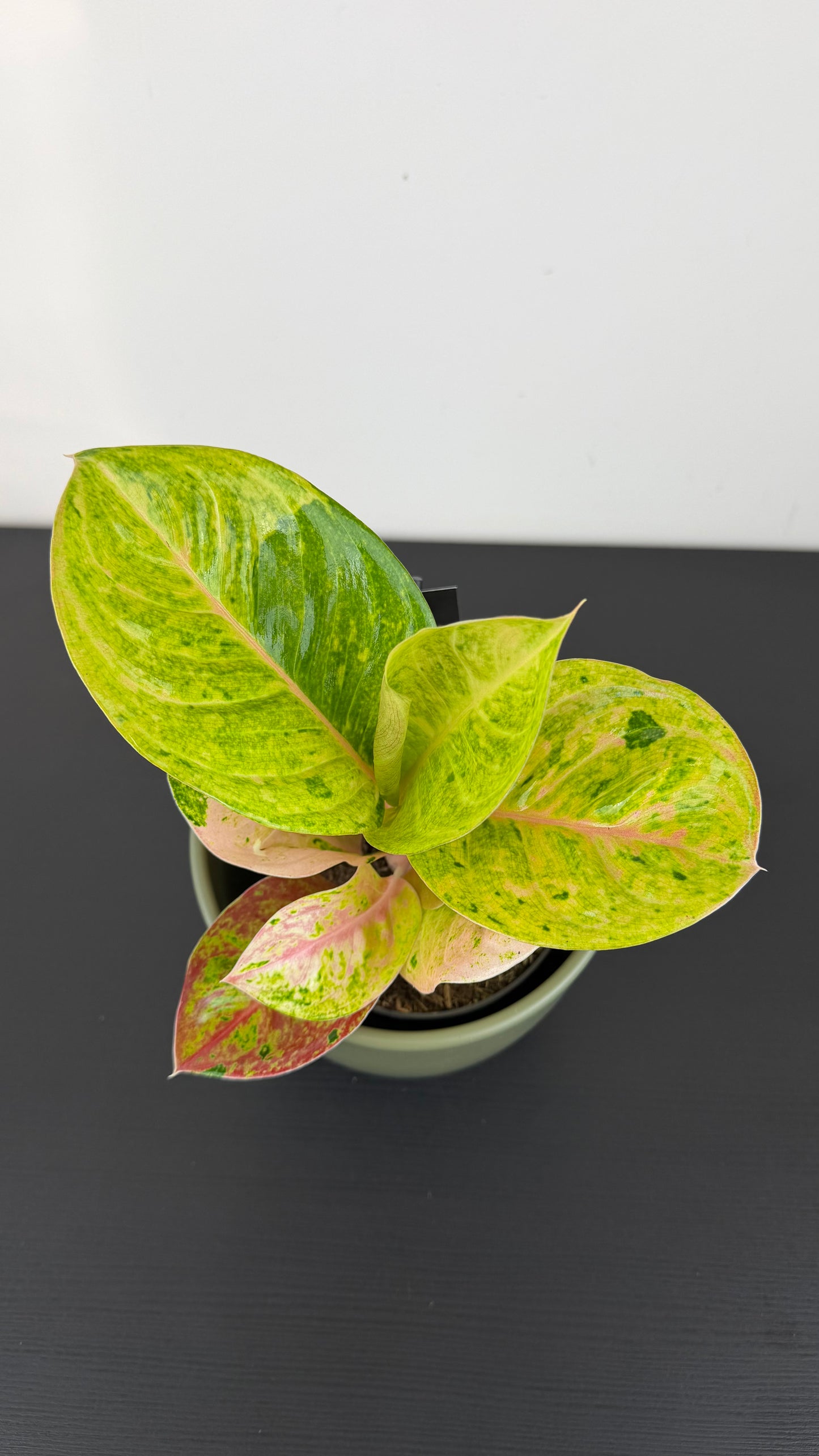 Aglaonema Apple Fantasy