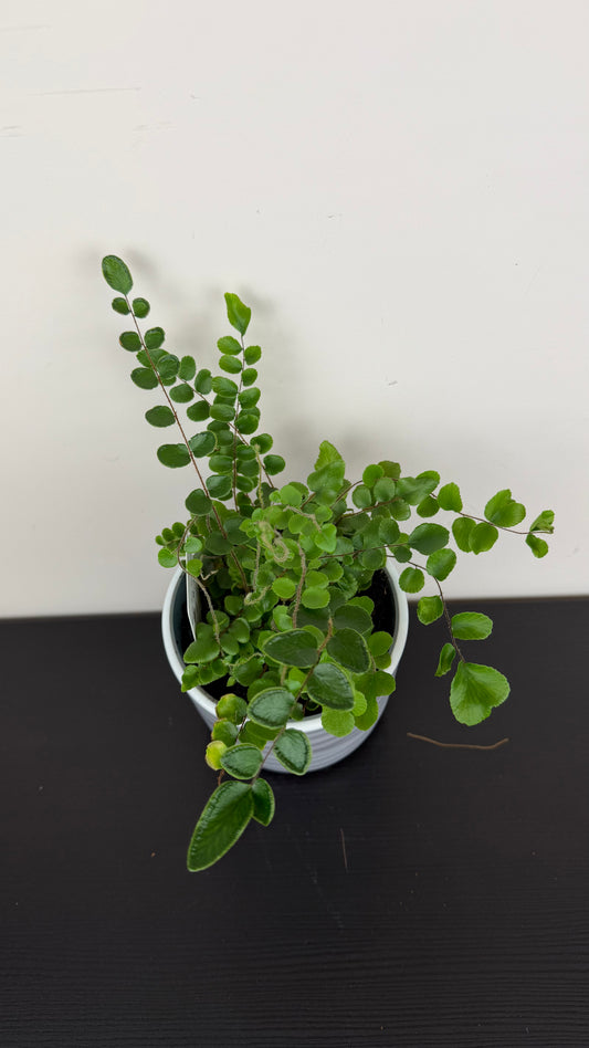 Pellaea Rotundifolia