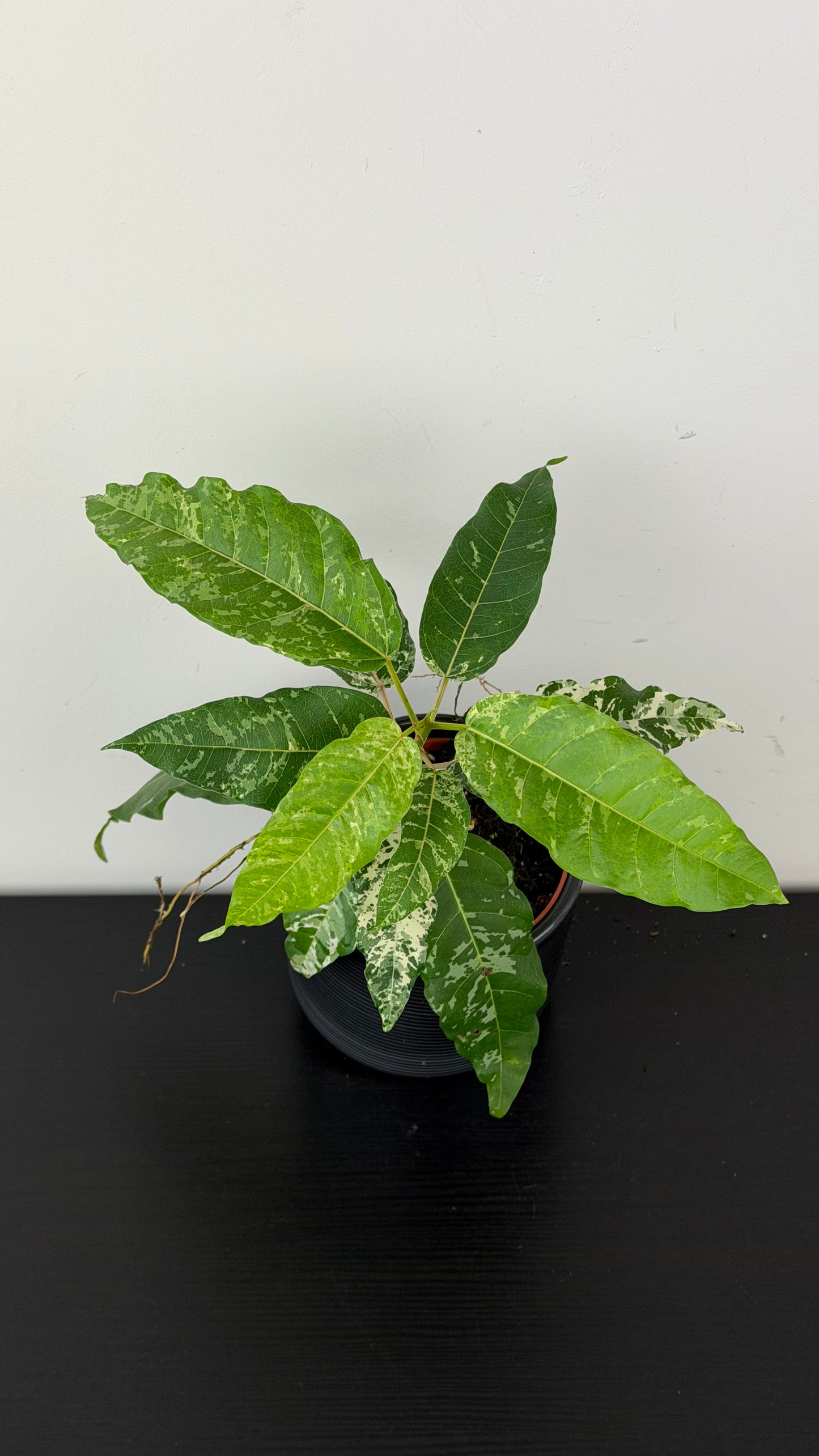 Ficus Snowstorm