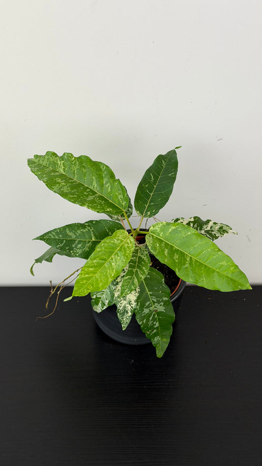 Ficus Snowstorm