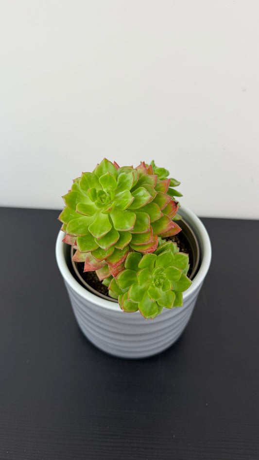 Crassula 11