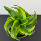 Dracaena Tornado