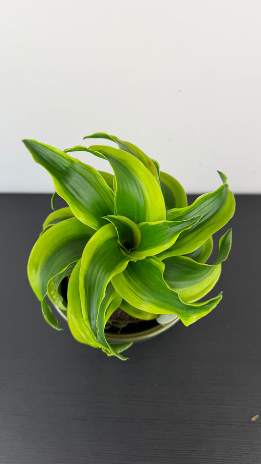 Dracaena Tornado