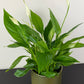Spathiphyllum