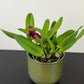 Cattleya 4