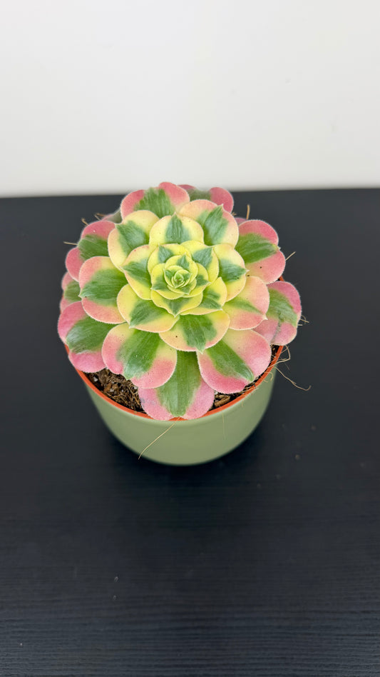 Aeonium 5