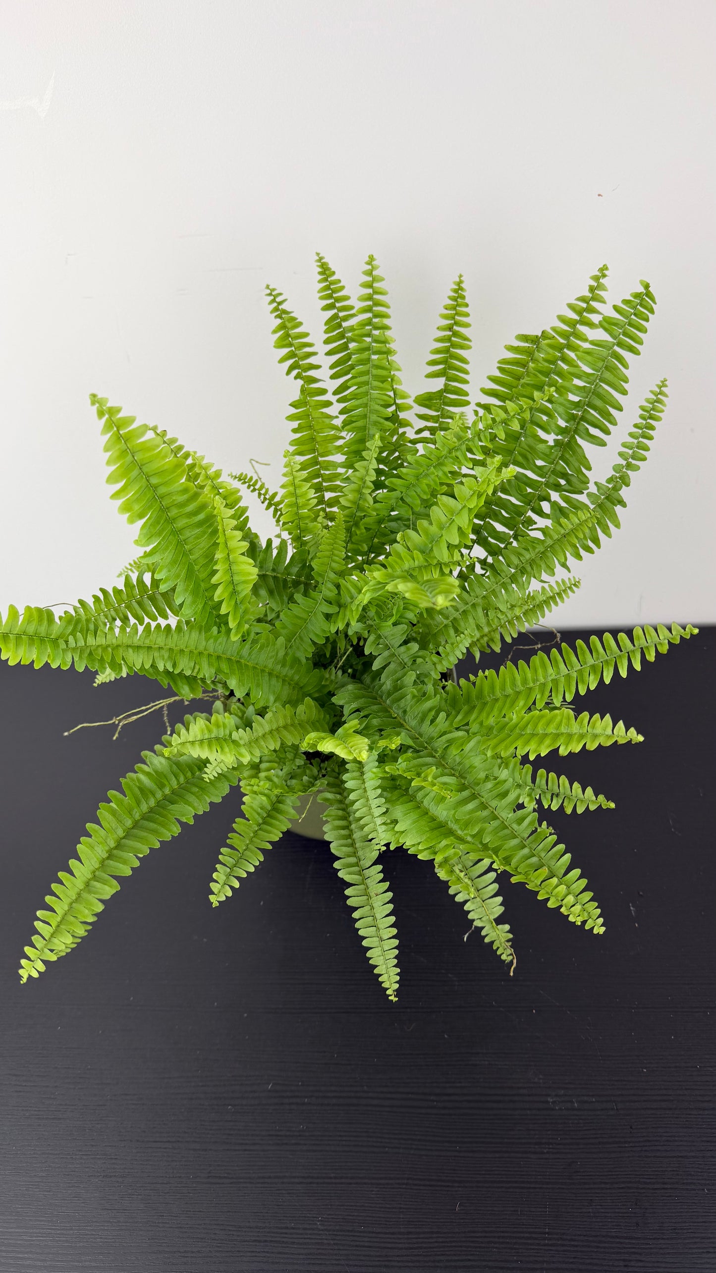 Fern 3