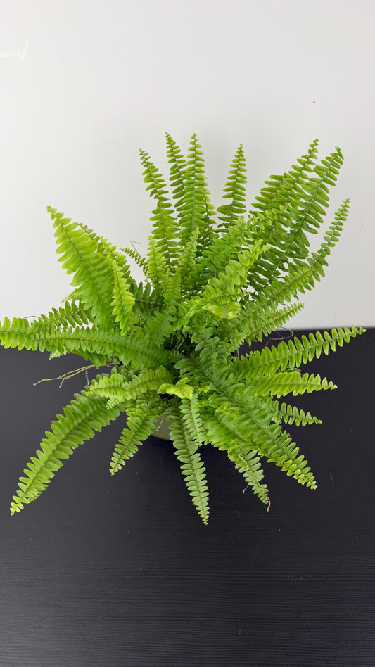 Fern 3