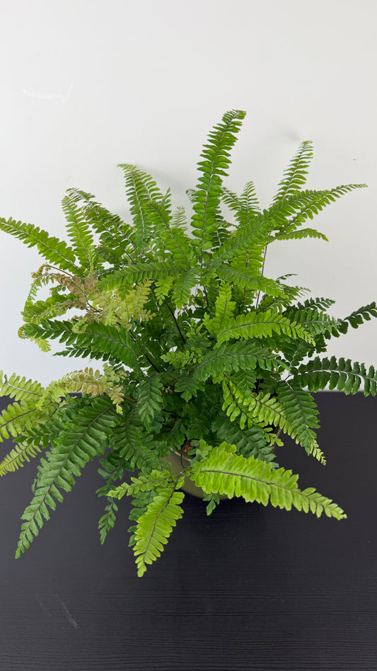 Fern 5
