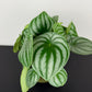 Peperomia Argyreia