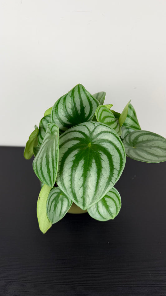 Peperomia Argyreia