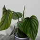 Philodendron Sp Colombia