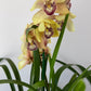 Cymbidium 1