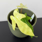 Philodendron FLORIDA GHOST