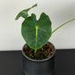 Alocasia micholitziana Round Type