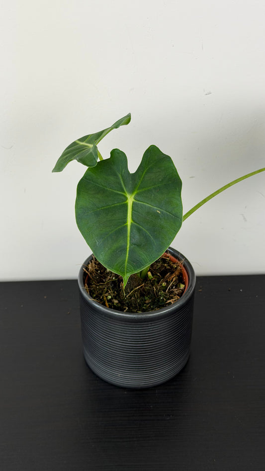 Alocasia micholitziana Round Type