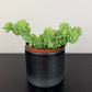 Sedum burrito